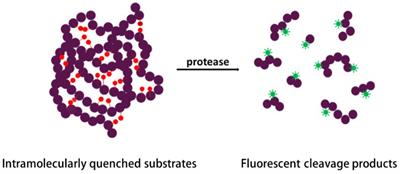 Microbial proteases and their applications